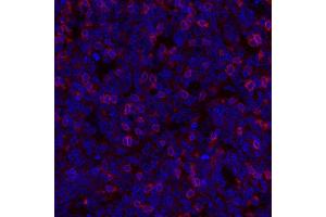 Immunofluorescence (IF) image for anti-T Cell Immunoreceptor with Ig and ITIM Domains (TIGIT) (AA 194-244) antibody (ABIN7449559)