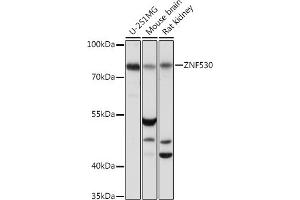 Western blot analysis of extracts of various cell lines, using ZNF530 Rabbit pAb (ABIN7271497) at 1:1000 dilution. (ZNF530 anticorps  (AA 1-190))