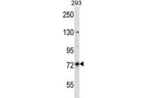 Western blot analysis in 293 cell line lysates (35ug/lane) using Paraplegin / SPG7  Antibody . (SPG7 anticorps  (Middle Region))