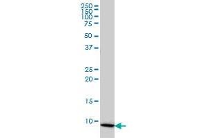 COX6B1 monoclonal antibody (M01), clone 5D3 Western Blot analysis of COX6B1 expression in HL-60 .
