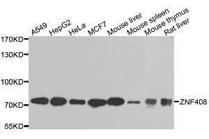 Western blot analysis of extracts of various cell lines, using ZNF408 antibody. (ZNF408 anticorps  (AA 471-720))