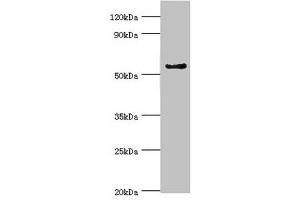 Western blot All lanes: Cytochrome P450 3A5 antibody at 9 μg/mL + Mouse liver tissue Secondary Goat polyclonal to rabbit IgG at 1/10000 dilution Predicted band size: 58, 16 kDa Observed band size: 58 kDa (CYP3A5 anticorps  (AA 233-502))