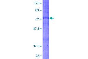 Image no. 1 for Bradykinin Receptor B2 (BDKRB2) (AA 1-391) protein (GST tag) (ABIN1346617)