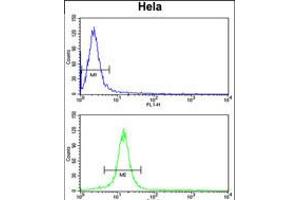 Flow cytometry analysis of Hela cells (bottom histogram) compared to a negative control cell (top histogram). (CENPH anticorps  (AA 136-162))