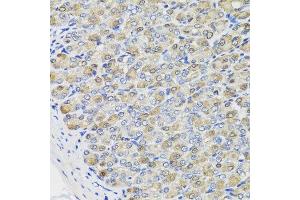 Immunohistochemistry of paraffin-embedded mouse stomach using CBR3 antibody at dilution of 1:100 (x40 lens). (CBR3 anticorps)