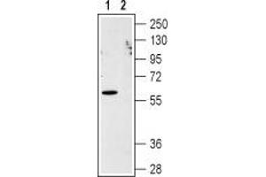 Western blot analysis of CXCR1 in human Jurkat acute T cell leukemia cell lysate: - 1. (CXCR1 anticorps  (Extracellular, N-Term))