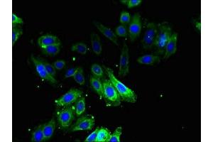 Immunofluorescent analysis of HepG2 cells using ABIN7162297 at dilution of 1:100 and Alexa Fluor 488-congugated AffiniPure Goat Anti-Rabbit IgG(H+L)