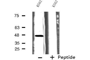 Western blot analysis of extracts from K562 cells, using HTR1B antibody. (5HT1B Receptor anticorps  (Internal Region))