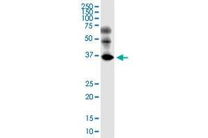EMB monoclonal antibody (M05), clone 3F12. (Embigin anticorps  (AA 1-327))