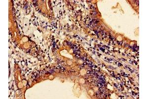 Immunohistochemistry of paraffin-embedded human small intestine tissue using ABIN7147027 at dilution of 1:100 (Cathepsin Z anticorps  (AA 127-287))