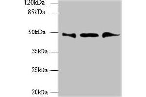 Western blot All lanes: UBXN6 antibody at 1. (UBXN6 anticorps  (AA 1-388))