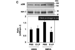 Western Blot of Anti-Apolipoprotein J Antibody.