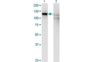 Western Blot analysis of SLC4A1AP expression in transfected 293T cell line by SLC4A1AP monoclonal antibody (M01), clone 2G10. (NADAP anticorps  (AA 154-254))
