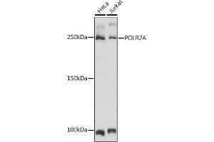 Western blot analysis of extracts of various cell lines, using POLR2A Rabbit pAb (ABIN3022932, ABIN3022933, ABIN3022934 and ABIN6219303) at 1:3000 dilution.