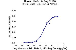 Immobilized Human Her3, His Tag at 1 μg/mL (100 μL/well) on the plate.