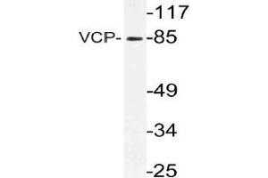 Western blot (WB) analysis of VCP antibody in extracts from 3T3 cells. (VCP anticorps)