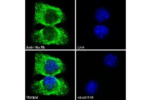 ABIN768619-Immunofluorescence analysis of paraformaldehyde fixed A549 cells, permeabilized with 0. (MUC5B anticorps  (Internal Region))