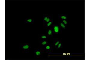 Immunofluorescence of purified MaxPab antibody to GINS1 on HeLa cell. (GINS1 anticorps  (AA 1-196))