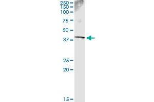 Immunoprecipitation of SDSL transfected lysate using anti-SDSL monoclonal antibody and Protein A Magnetic Bead , and immunoblotted with SDSL MaxPab rabbit polyclonal antibody. (SDSL anticorps  (AA 1-329))