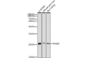 Western blot analysis of extracts of various cell lines, using R antibody (ABIN7269802) at 1:1000 dilution. (RAB26 anticorps  (AA 1-60))