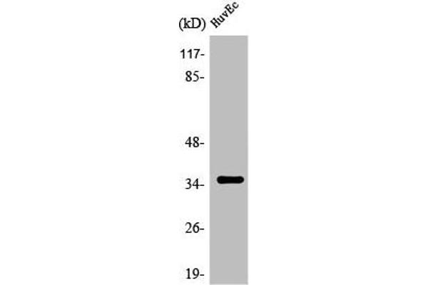 OR7C2 antibody  (Internal Region)