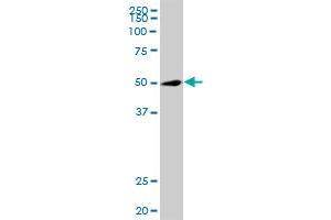 TRIP6 MaxPab polyclonal antibody. (TRIP6 anticorps  (AA 1-476))