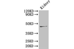 Western Blot Positive WB detected in: Mouse kidney tissue All lanes: Ren2 antibody at 4 μg/mL Secondary Goat polyclonal to rabbit IgG at 1/50000 dilution Predicted band size: 45 kDa Observed band size: 45 kDa (Renin-2 anticorps  (AA 64-351))