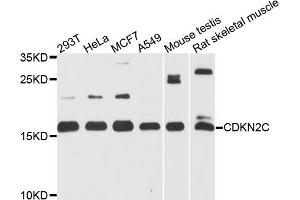 Western blot analysis of extracts of various cell lines, using CDKN2C antibody (ABIN5971074) at 1/1000 dilution. (CDKN2C anticorps)