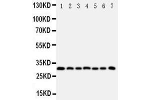 Western Blotting (WB) image for anti-Kallikrein 11 (KLK11) (AA 233-250), (C-Term) antibody (ABIN3043137) (Kallikrein 11 anticorps  (C-Term))