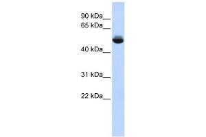 TRAM1L1 antibody used at 1 ug/ml to detect target protein.