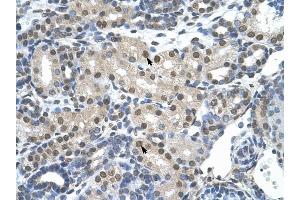 SNRP70 antibody was used for immunohistochemistry at a concentration of 4-8 ug/ml to stain Epithelial cells of renal tubule (arrows) in Human Kidney. (SNRNP70 anticorps)