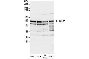 Western Blotting (WB) image for anti-Regulatory Factor X, 1 (Influences HLA Class II Expression) (RFX1) (AA 929-979) antibody (ABIN7454894)
