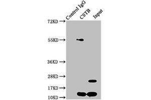 Immunoprecipitating CSTB in HepG2 whole cell lysate Lane 1: Rabbit control IgG instead of ABIN7148987 in HepG2 whole cell lysate.