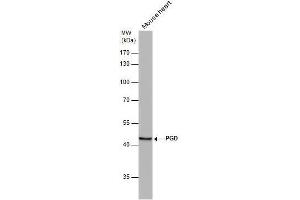 WB Image PGD antibody [N1N3] detects PGD protein by western blot analysis.