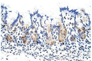 TROVE2 antibody was used for immunohistochemistry at a concentration of 4-8 ug/ml to stain Epithelial cells of fundic gland (arrows) in Human Stomach. (TROVE2 anticorps  (N-Term))