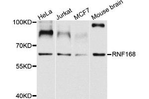 Western blot analysis of extracts of various cells, using RNF168 antibody. (RNF168 anticorps)