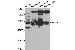 Western blot analysis of extracts of various cell lines, using PCCB antibody (ABIN5973142) at 1/1000 dilution. (PCCB anticorps)
