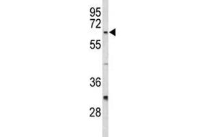 Western blot analysis of CDC20 antibody and HeLa lysate.
