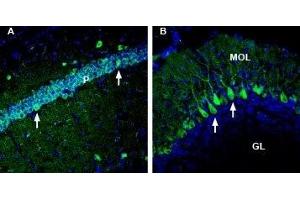 Expression of Neuregulin-2 in mouse hippocampus and cerebellum - Immunohistochemical staining of perfusion-fixed frozen mouse brain sections with Anti-NRG2 (extracellular) Antibody (ABIN7043355, ABIN7044720 and ABIN7044721), (1:300), followed by goat anti-rabbit-AlexaFluor-488. (Neuregulin 2 anticorps  (Extracellular, N-Term))
