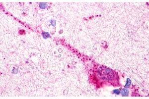 Image no. 1 for anti-G Protein-Coupled Receptor 174 (GPR174) (Extracellular Domain) antibody (ABIN1048762)