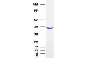Validation with Western Blot