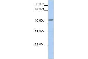 NPY1R antibody used at 1 ug/ml to detect target protein. (NPY1R anticorps  (Middle Region))
