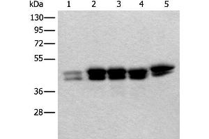 Western blot analysis of 293T Hela and HEPG2 cell lysates using TIA1 Polyclonal Antibody at dilution of 1:250 (TIA1 anticorps)