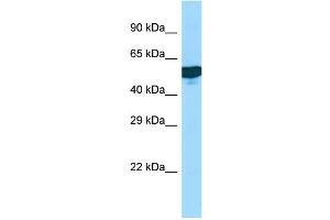 WB Suggested Anti-C1RL Antibody Titration: 1. (C1RL anticorps  (Middle Region))