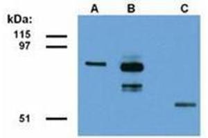 Western Blotting (WB) image for anti-Family with Sequence Similarity 175, Member A (FAM175A) (AA 1-313), (N-Term) antibody (ABIN487439) (CCDC98 anticorps  (N-Term))
