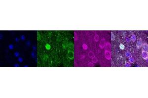 Immunohistochemistry (IHC) image for anti-Purkinje Cell Protein 4 (PCP4) antibody (ABIN7456002) (PCP4 anticorps)