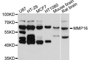 Western blot analysis of extracts of various cell lines, using MMP16 antibody (ABIN5998244) at 1/1000 dilution. (MMP16 anticorps)