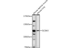 Western blot analysis of extracts of various cell lines, using SLC8 antibody (ABIN7270485) at 1:1000 dilution. (SLC8A3 anticorps)