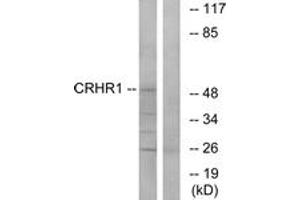 Western blot analysis of extracts from HT-29/LOVO cells, using CRHR1 Antibody. (CRHR1 anticorps  (AA 75-124))