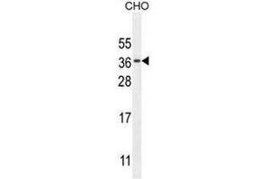 CK073 Antibody (N-term) western blot analysis in CHO cell line lysates (35µg/lane). (C11orf73 anticorps  (N-Term))